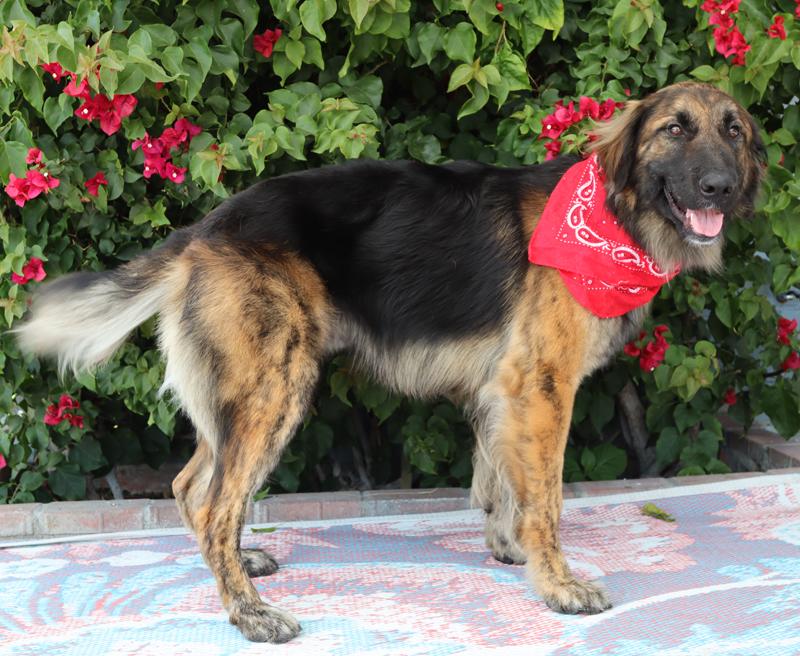 Enlarge Brody von Baiern, an adopted mixed breed in Los Angeles, CA image 5/5