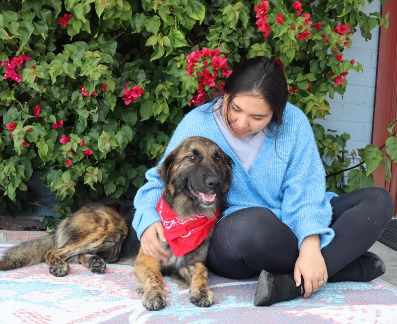 Enlarge Brody von Baiern, an adopted mixed breed in Los Angeles, CA image 2/5