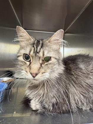 Tipsy, Adoptable, Adult Female Domestic Medium Hair & Domestic Short Hair.