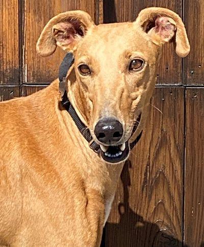 Enlarge Fancy, a Adoptable mixed breed in Dallas, TX image 1/2