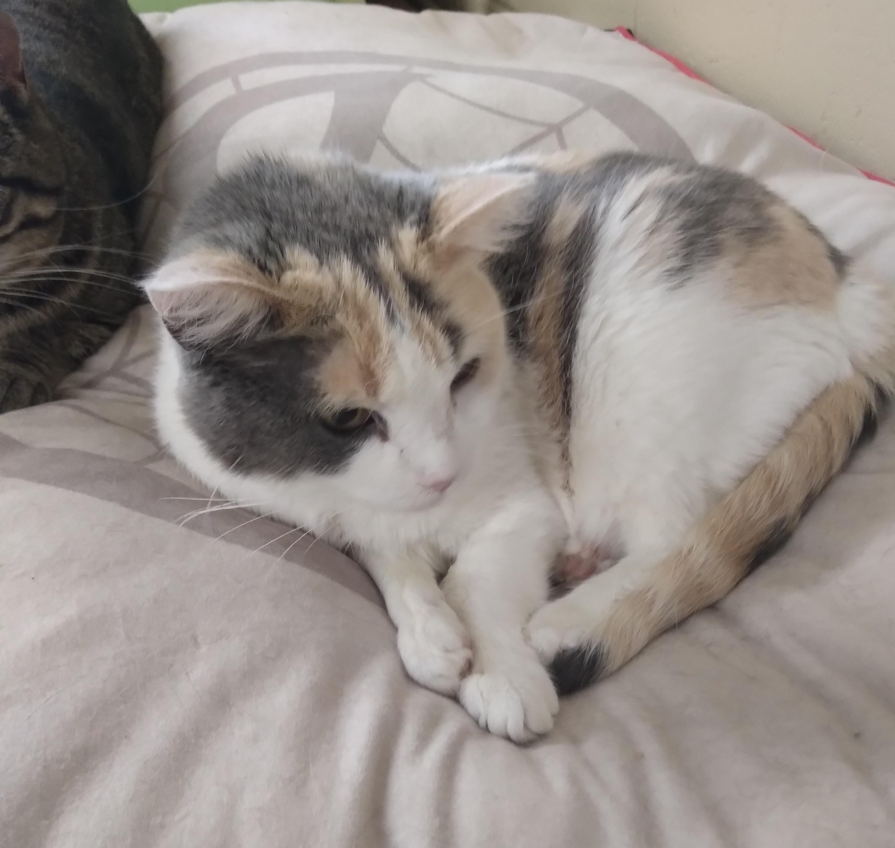 Enlarge DAFFODIL, a Adopted Dilute Calico in Owatonna, MN image 6/6