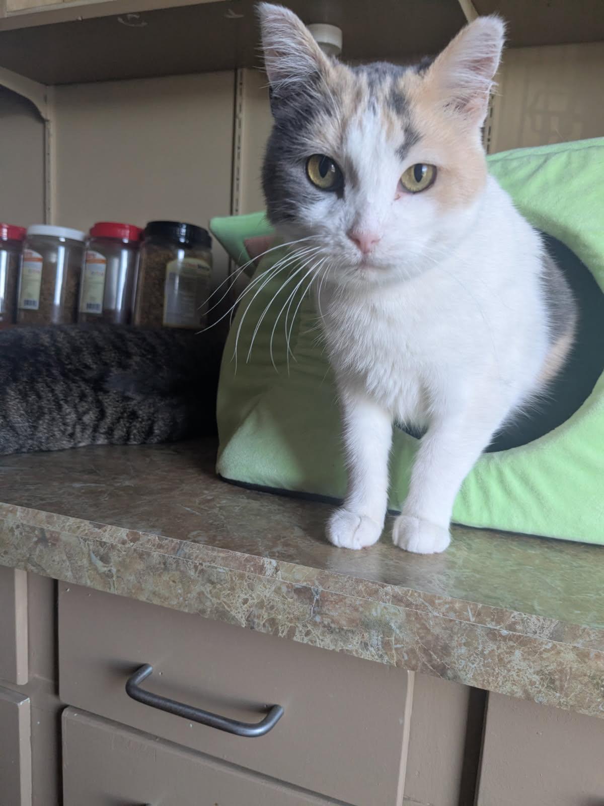Enlarge DAFFODIL, a Adopted Dilute Calico in Owatonna, MN image 4/6