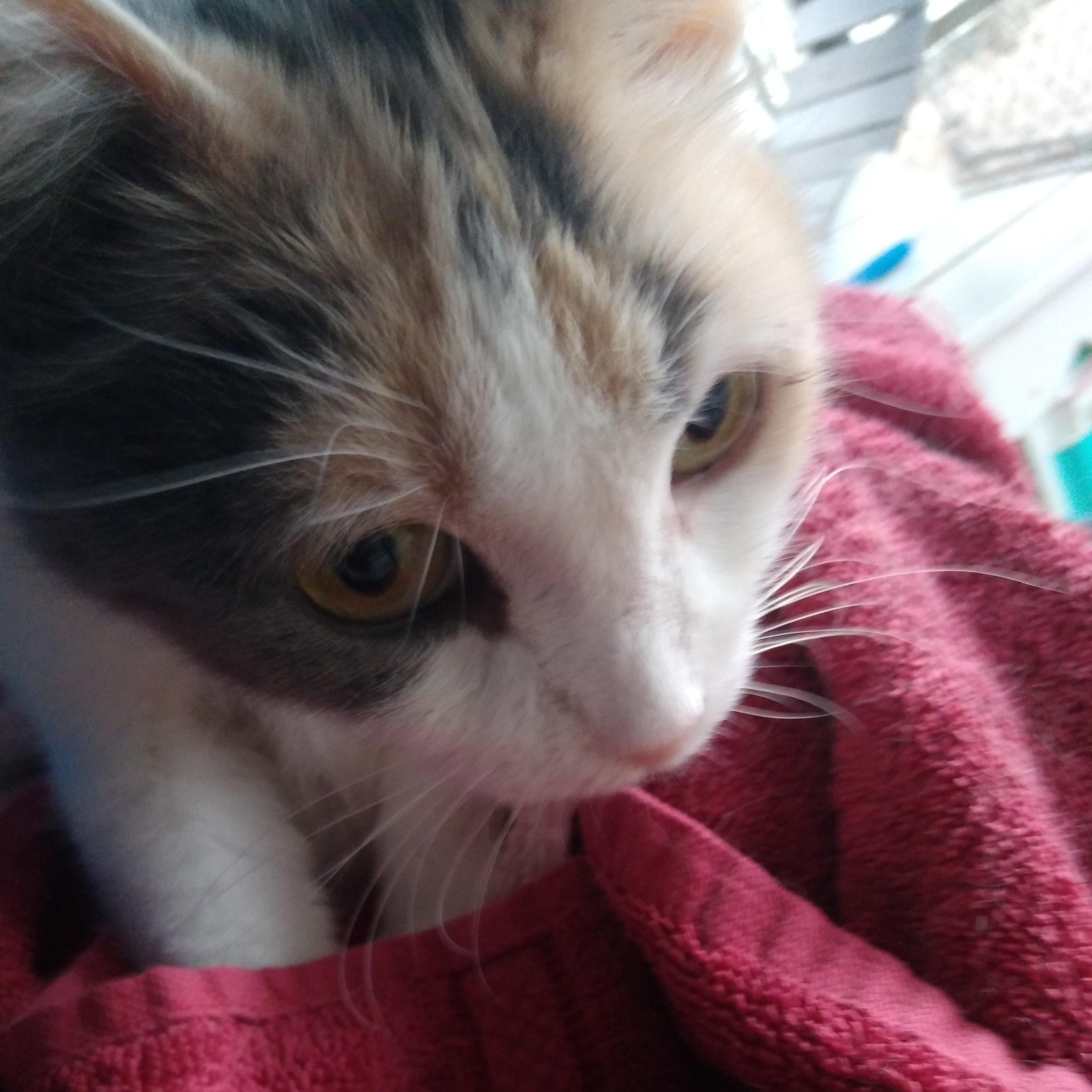 Enlarge DAFFODIL, a Adopted Dilute Calico in Owatonna, MN image 2/6