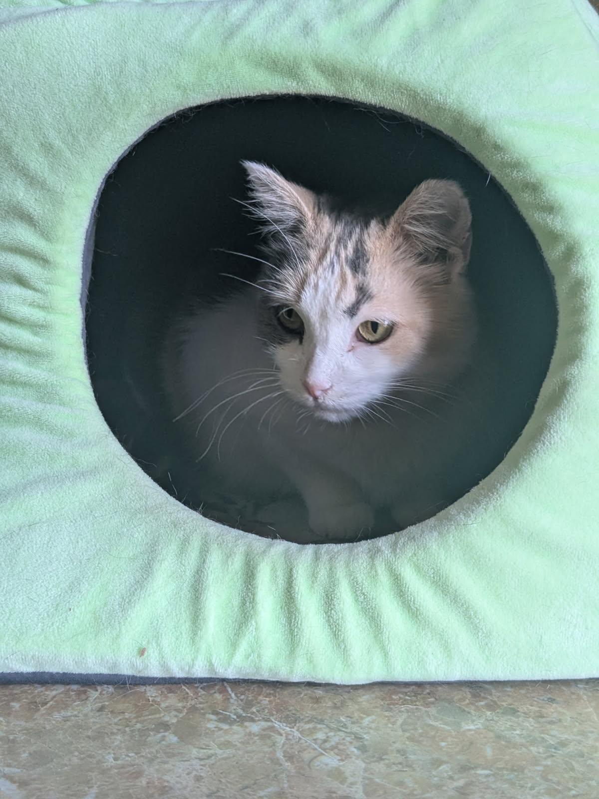 Enlarge DAFFODIL, a Adopted Dilute Calico in Owatonna, MN image 3/6