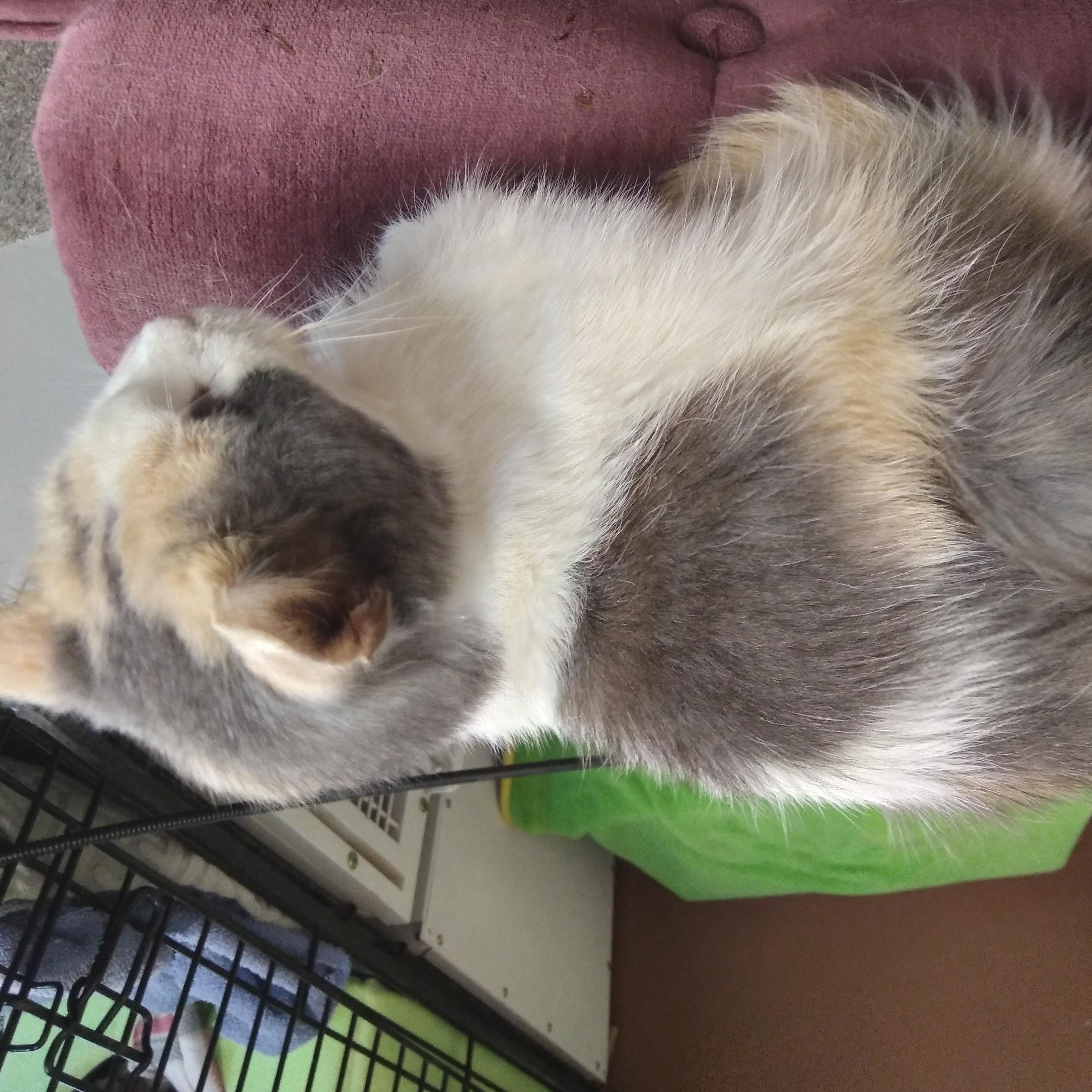 Enlarge DAFFODIL, a Adopted Dilute Calico in Owatonna, MN image 5/6