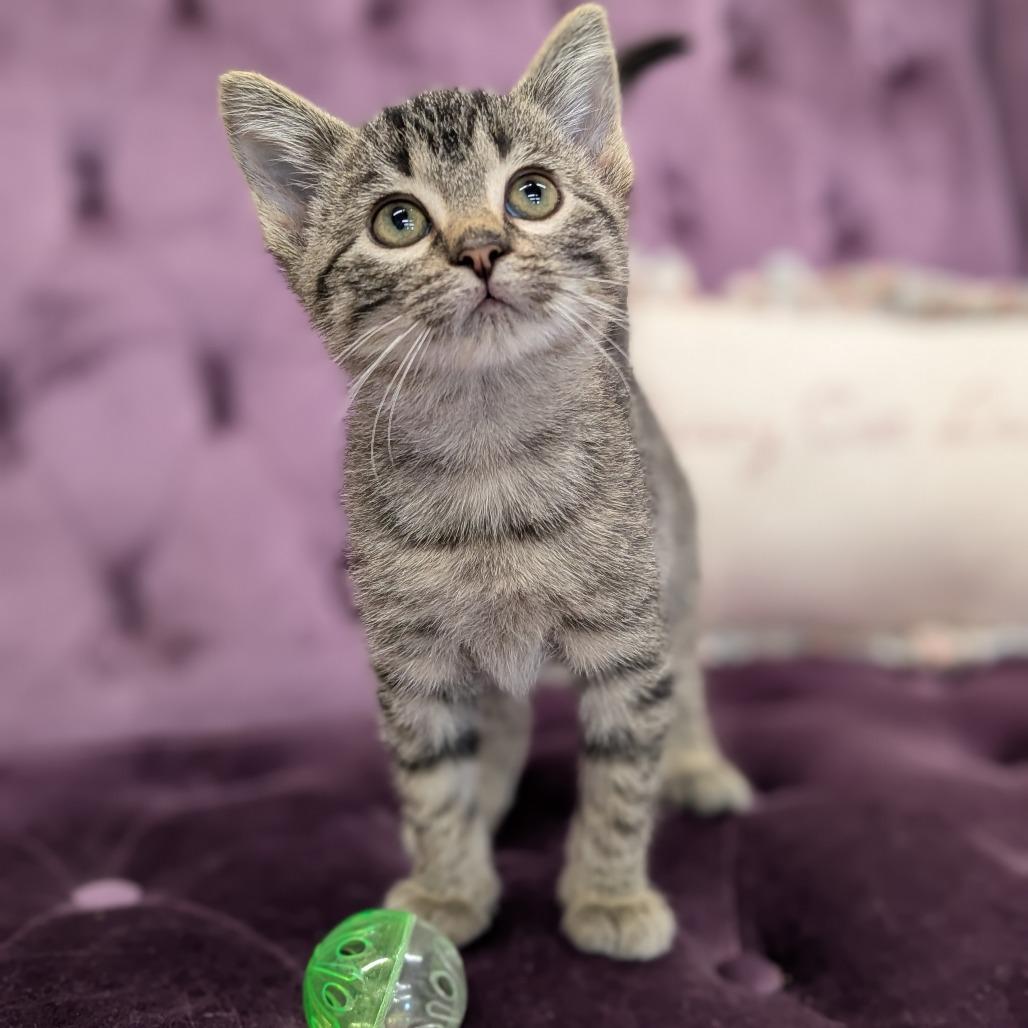 Ponzu, Adoptable, Kitten Male Domestic Short Hair.