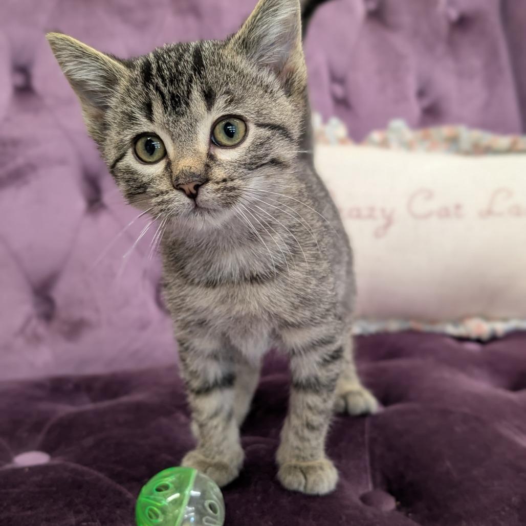 Enlarge Ponzu, a Adoptable Domestic Short Hair in Nowata, OK image 2/3