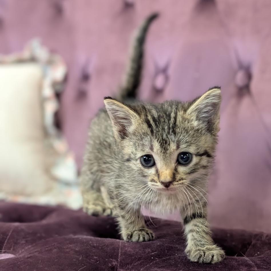 Enlarge Ponzu, a Adoptable Domestic Short Hair in Nowata, OK image 3/3