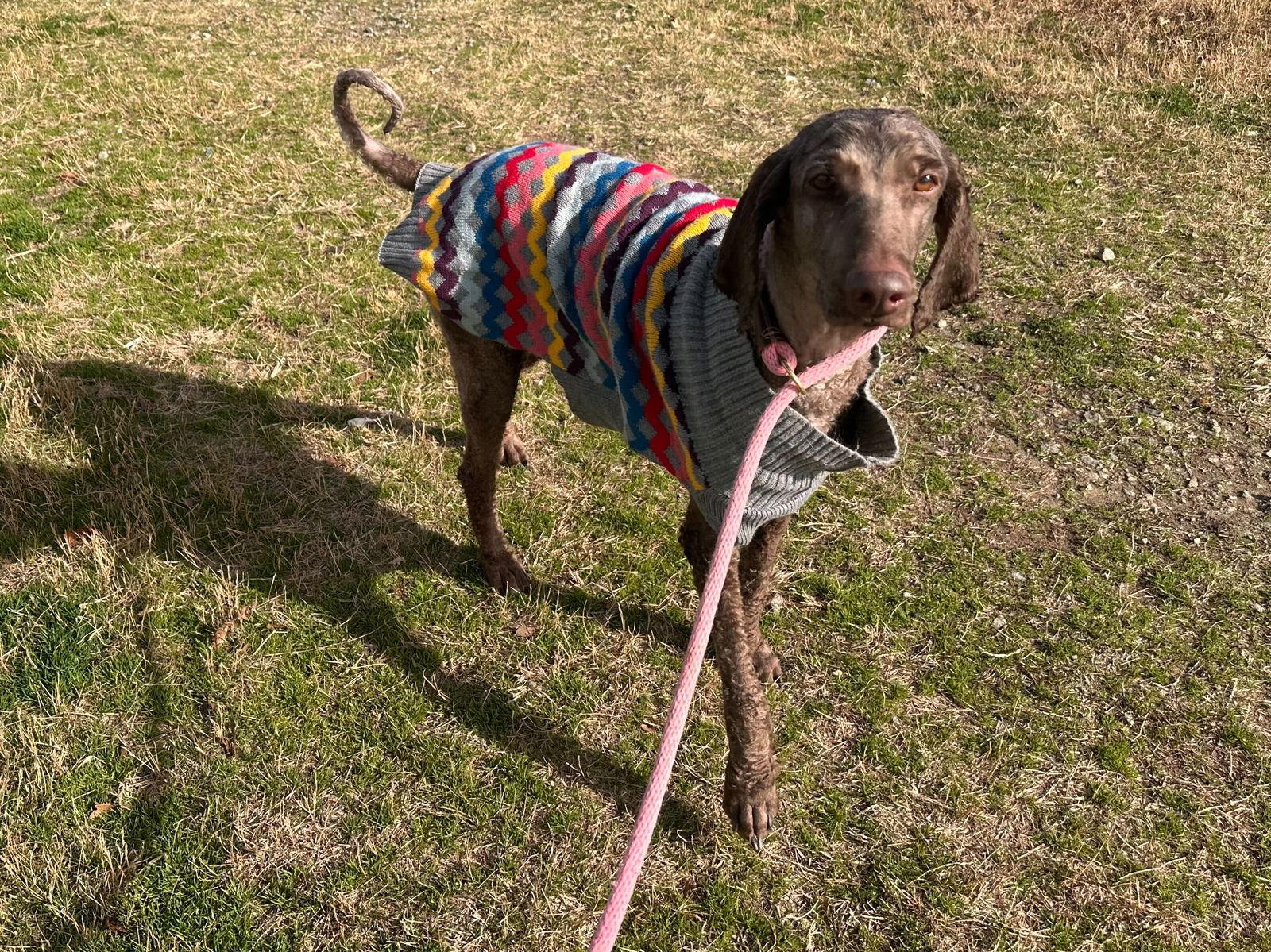 Bella Jan 26 - PHOTOS, Adopted, Adult Female Standard Poodle.