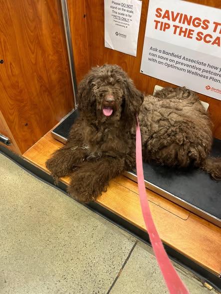 Enlarge Bella Jan 26 - PHOTOS, a Adopted Standard Poodle in Pacolet, SC image 2/2