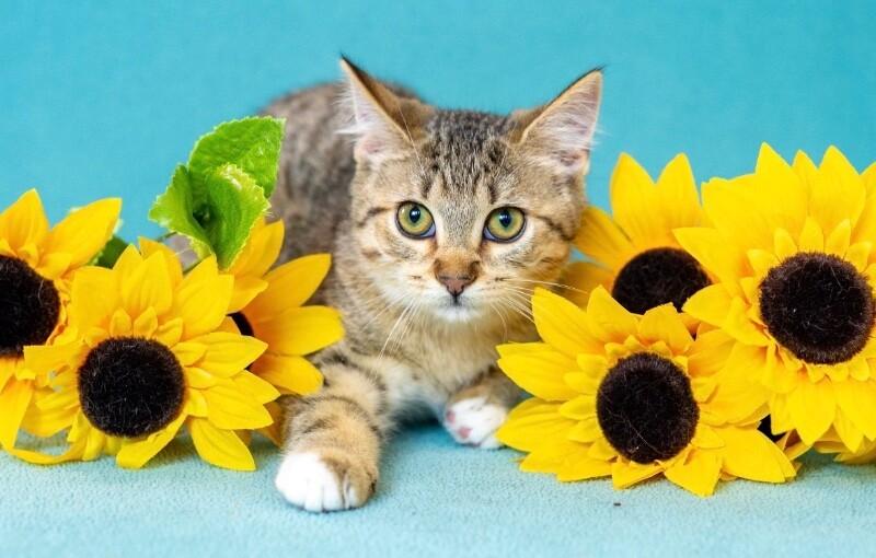 Enlarge Phoenix, a Adoptable Domestic Short Hair in North Babylon, NY image 1/3