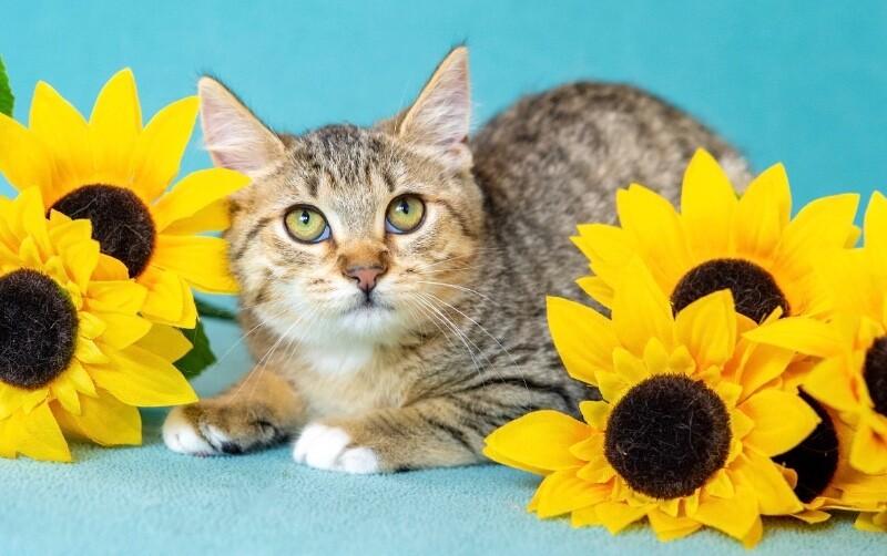 Enlarge Phoenix, a Adoptable Domestic Short Hair in North Babylon, NY image 2/3
