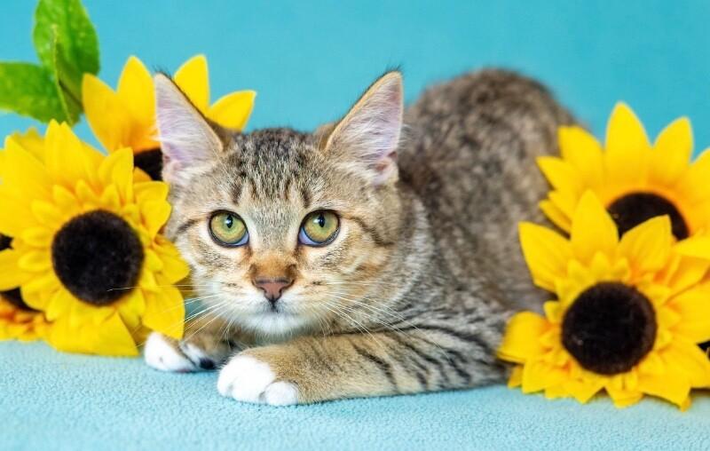Enlarge Phoenix, a Adoptable Domestic Short Hair in North Babylon, NY image 3/3