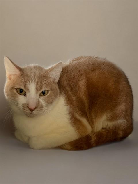 Enlarge FERNANDO, a Adoptable Domestic Short Hair in Agoura, CA image 1/1