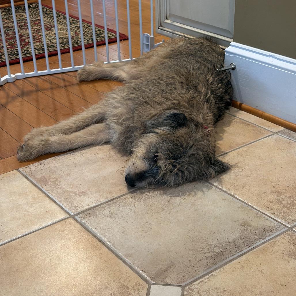 Polo, Adoptable, Young Male Terrier & Mixed Breed.