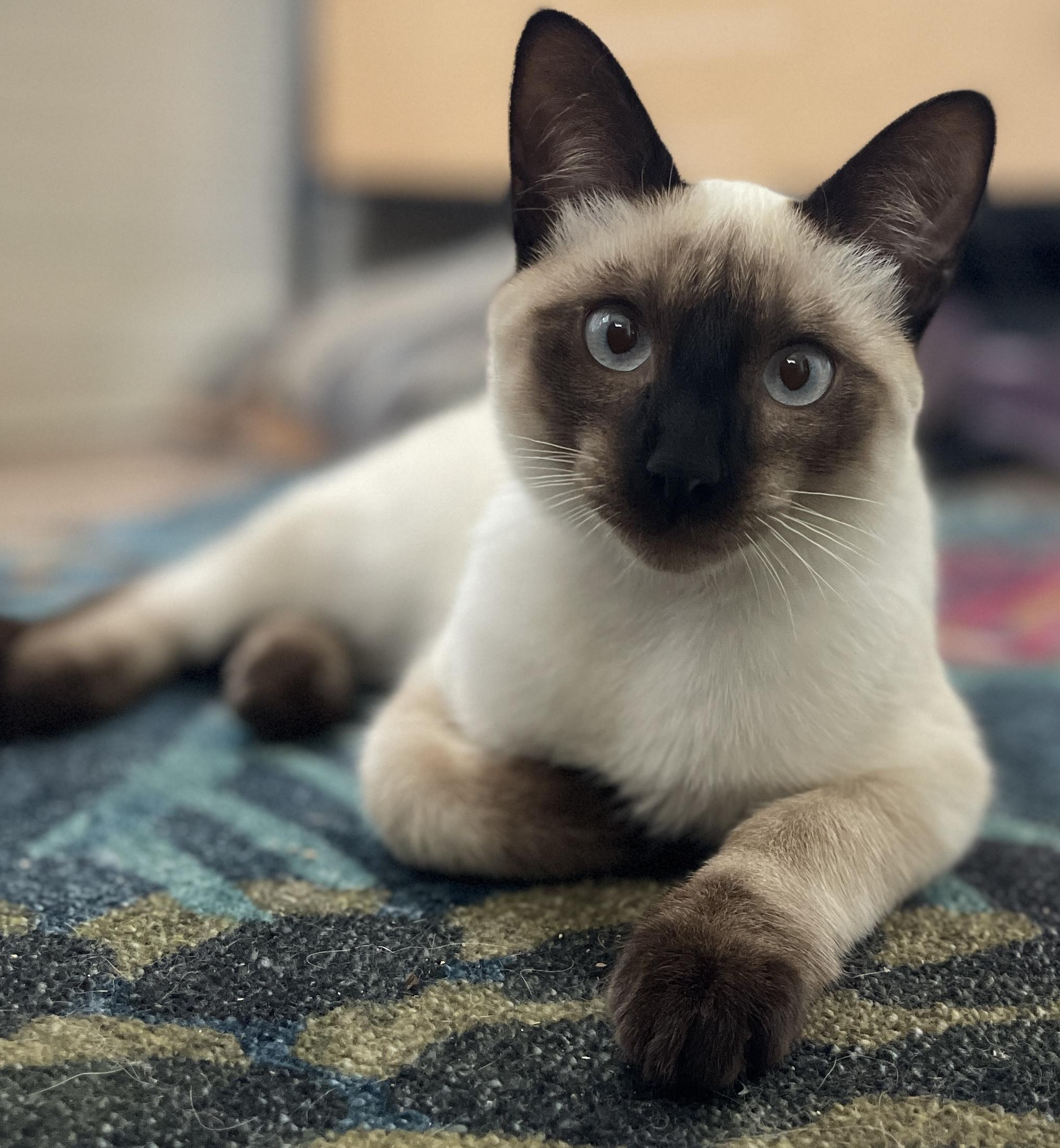 Orion, adopted, Kitten Male Siamese.