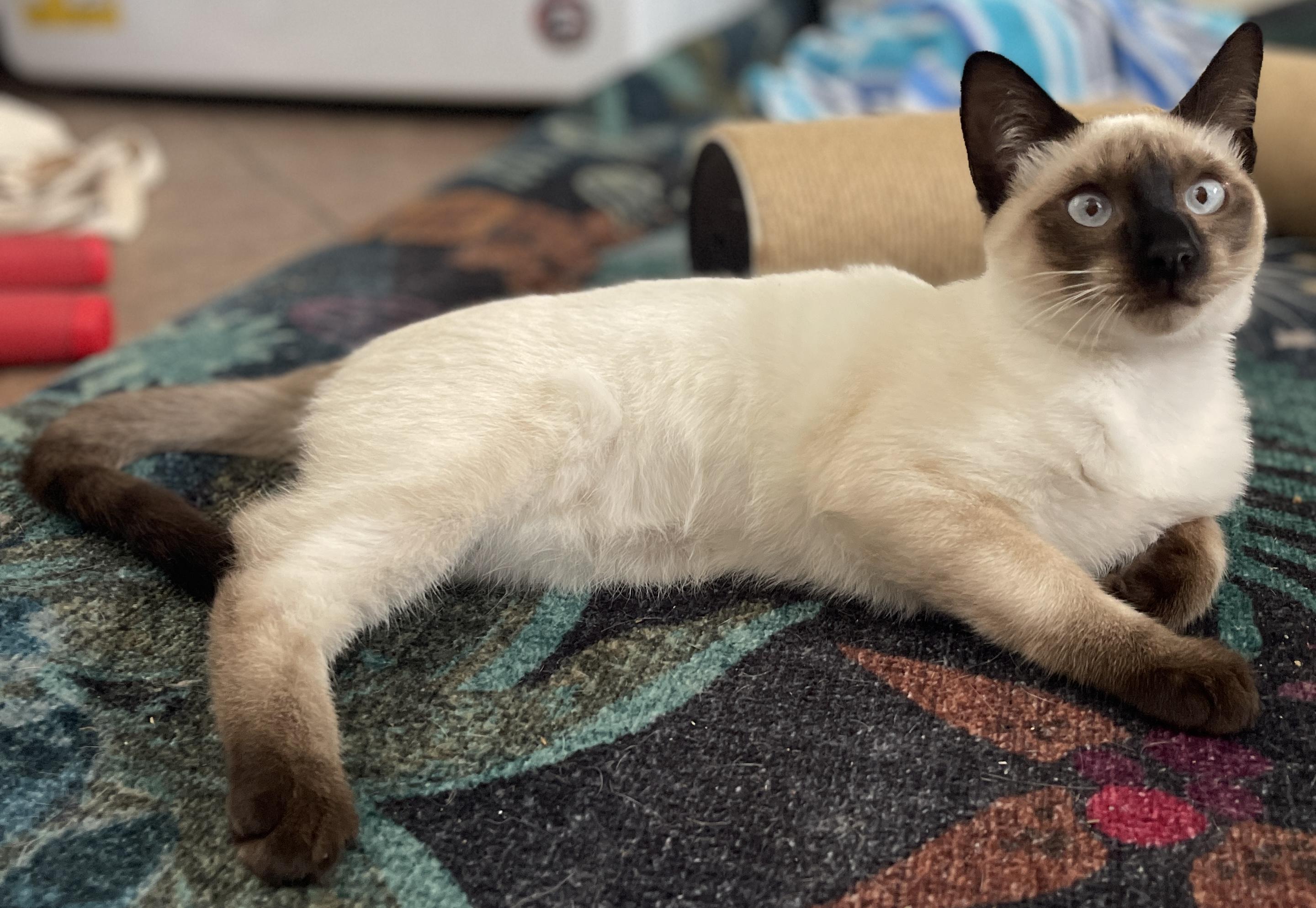 Enlarge Orion, an adopted Siamese in Ocean Springs, MS image 3/3