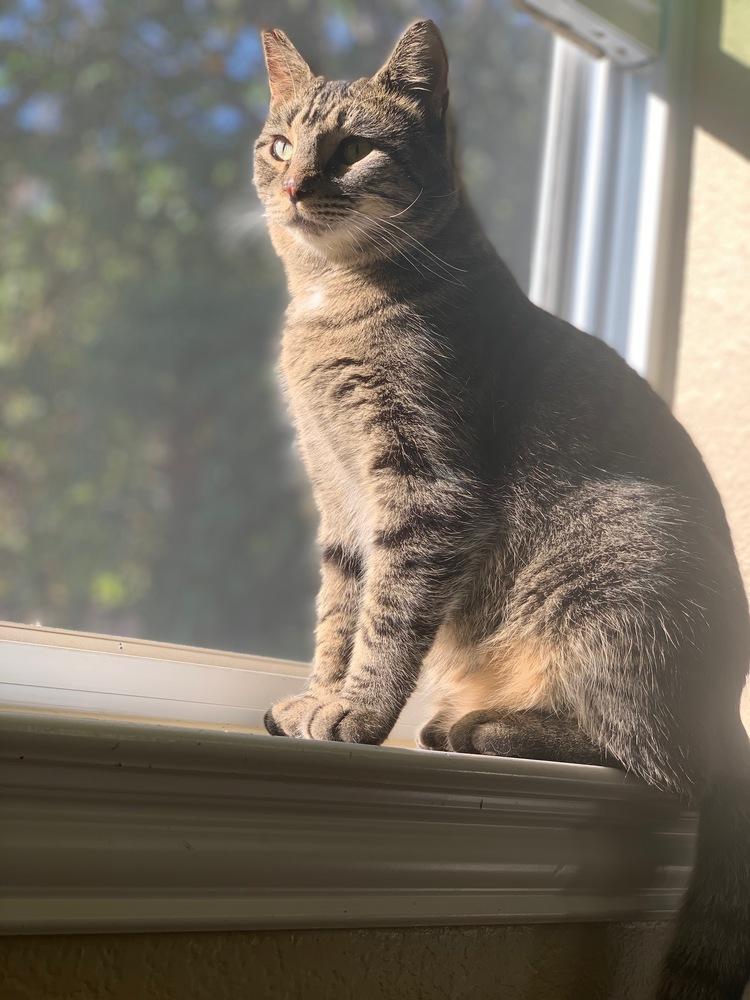 Gray-K — thumbnail 2