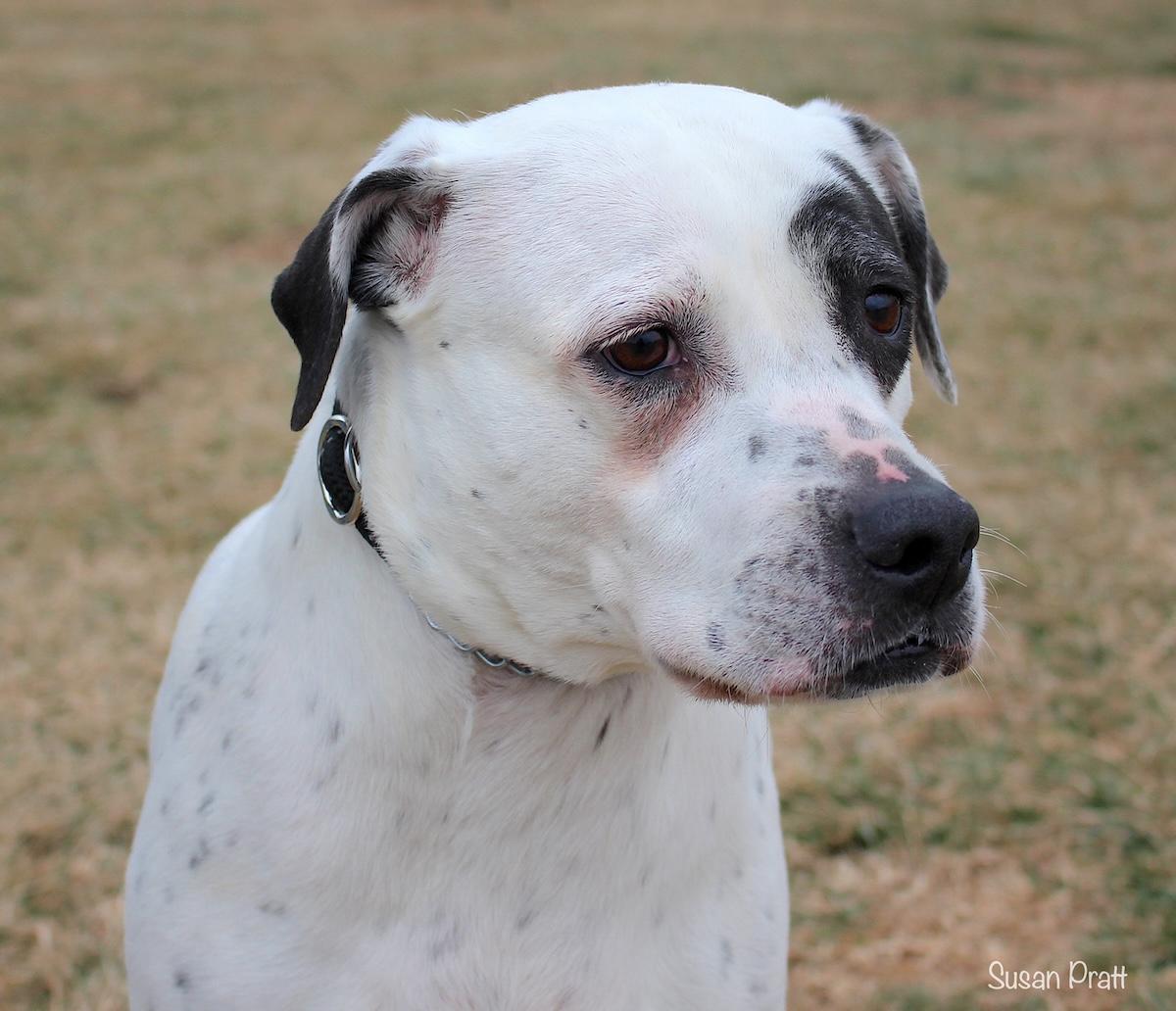 Willow, ADOPTABLE, Senior Female Pit Bull Terrier.