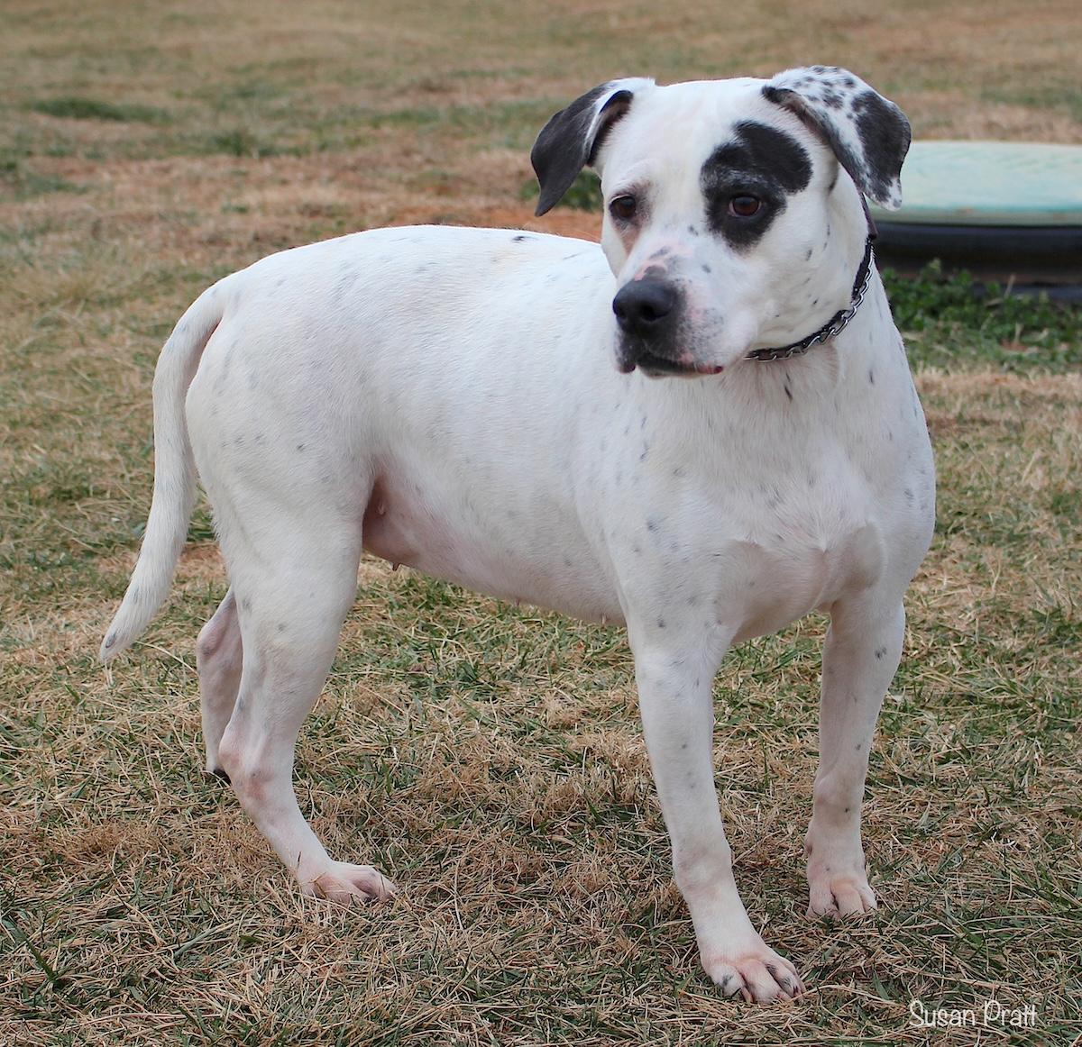 Enlarge Willow, a ADOPTABLE mixed breed in Bedford, VA image 2/3