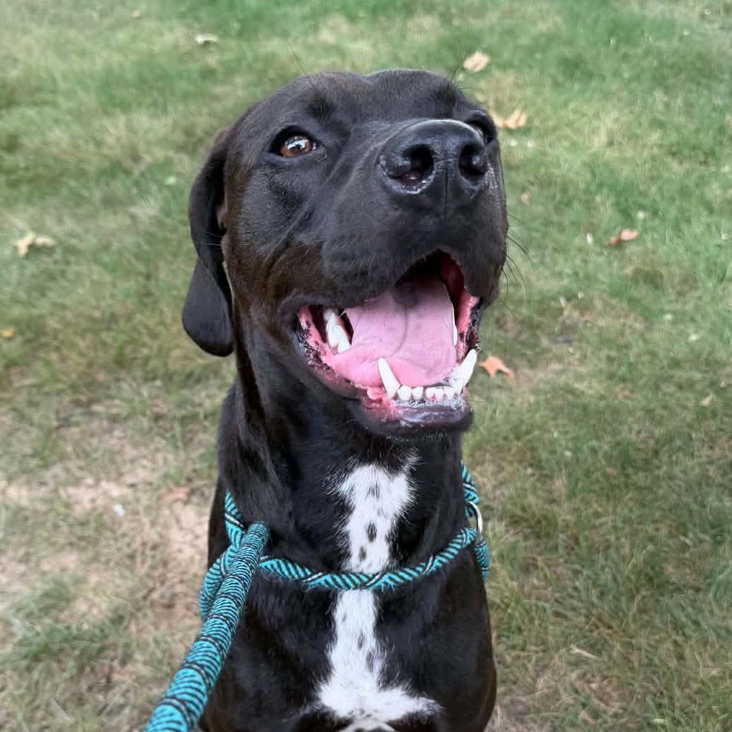Jasper, ADOPTABLE, Young Male English Pointer.