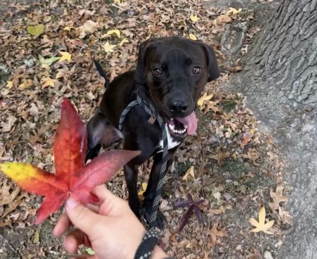 Enlarge Jasper, a Adoptable mixed breed in Parma, OH image 6/6