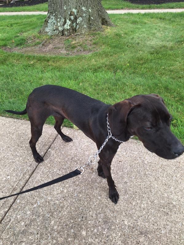 Enlarge Jasper, a ADOPTABLE mixed breed in Parma, OH image 2/4