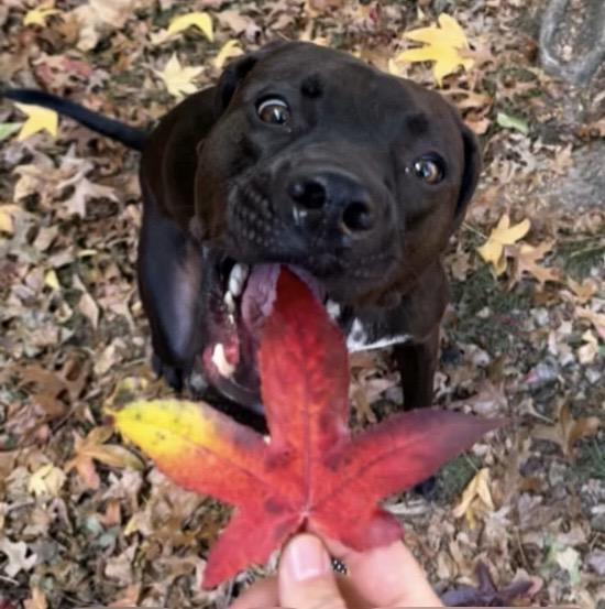 Enlarge Jasper, a Adoptable mixed breed in Parma, OH image 5/6
