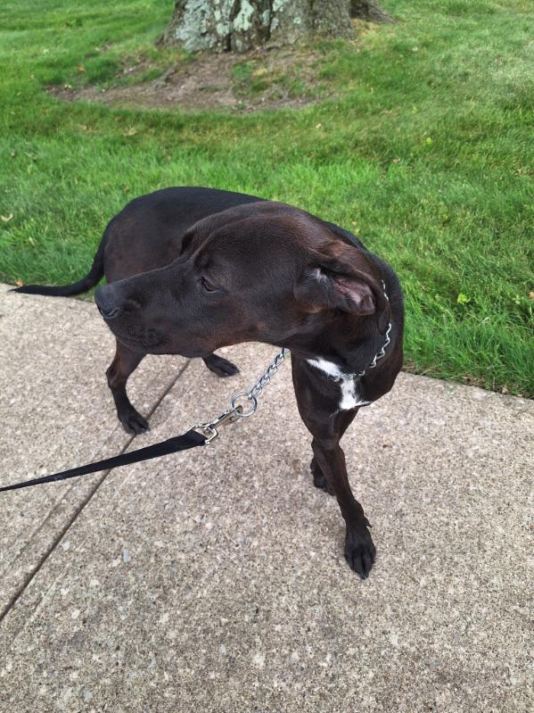 Enlarge Jasper, a ADOPTABLE mixed breed in Parma, OH image 4/4