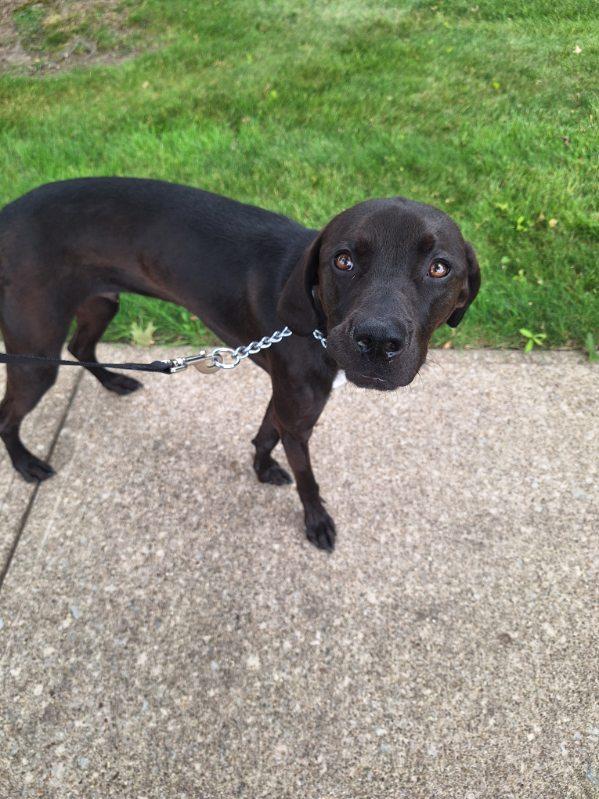 Enlarge Jasper, a ADOPTABLE mixed breed in Parma, OH image 1/4
