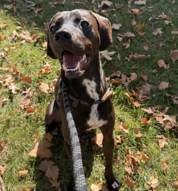 Jasper, Adoptable, Young Male English Pointer.