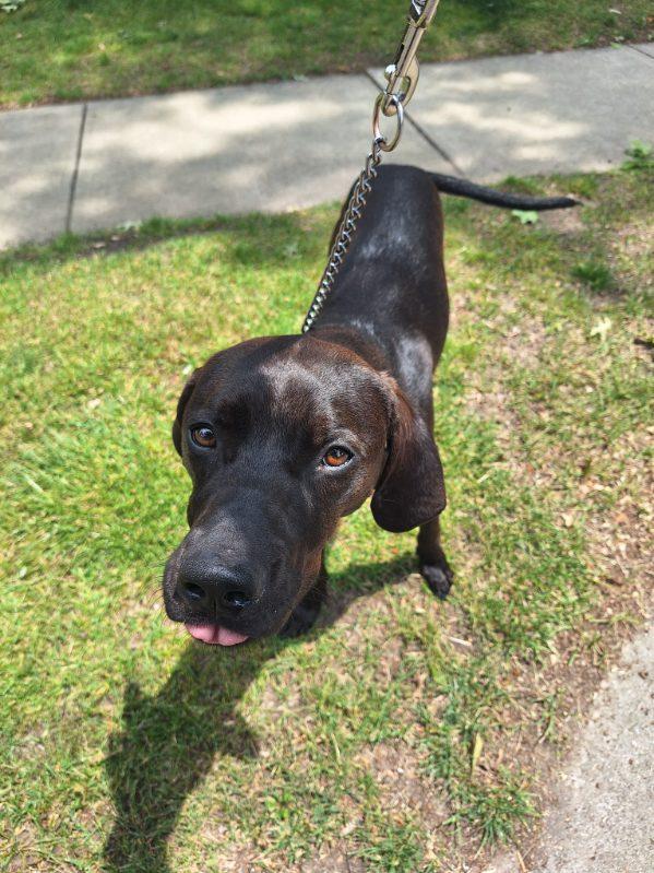 Enlarge Jasper, a ADOPTABLE mixed breed in Parma, OH image 3/4