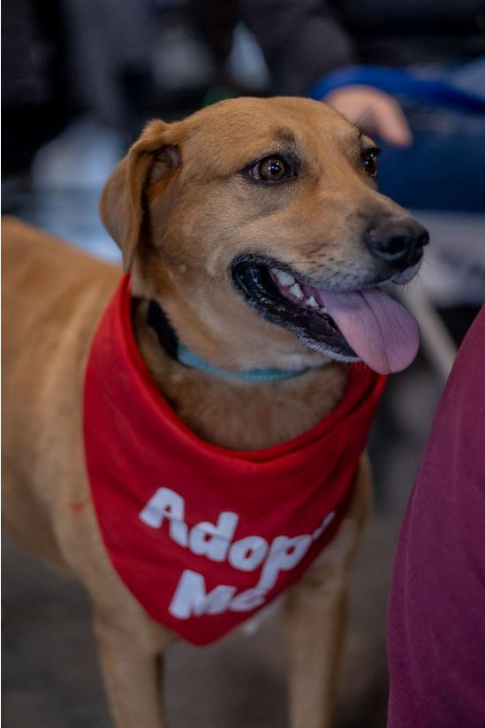 Sally, Adoptable, Adult Female Labrador Retriever & Terrier.