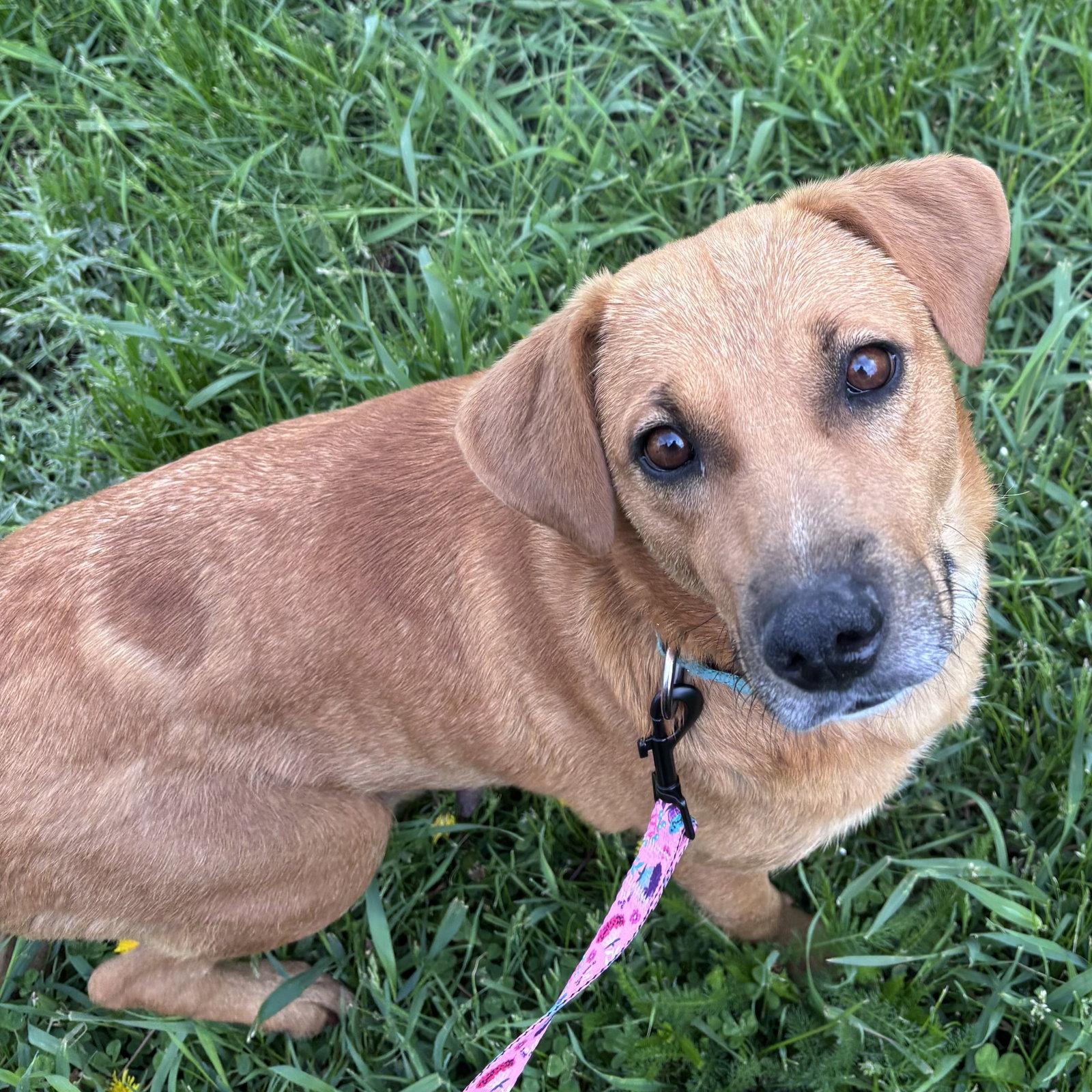 Sally, Adoptable, Adult Female Labrador Retriever & Terrier.