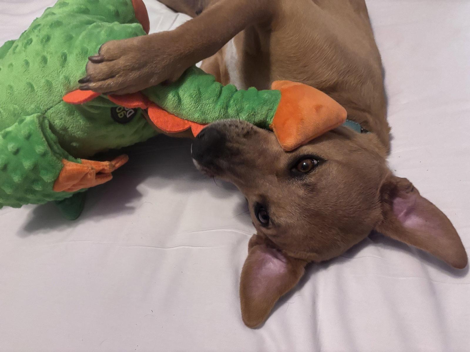 Enlarge Sally, a Adoptable mixed breed in Brooklyn Center, MN image 2/3