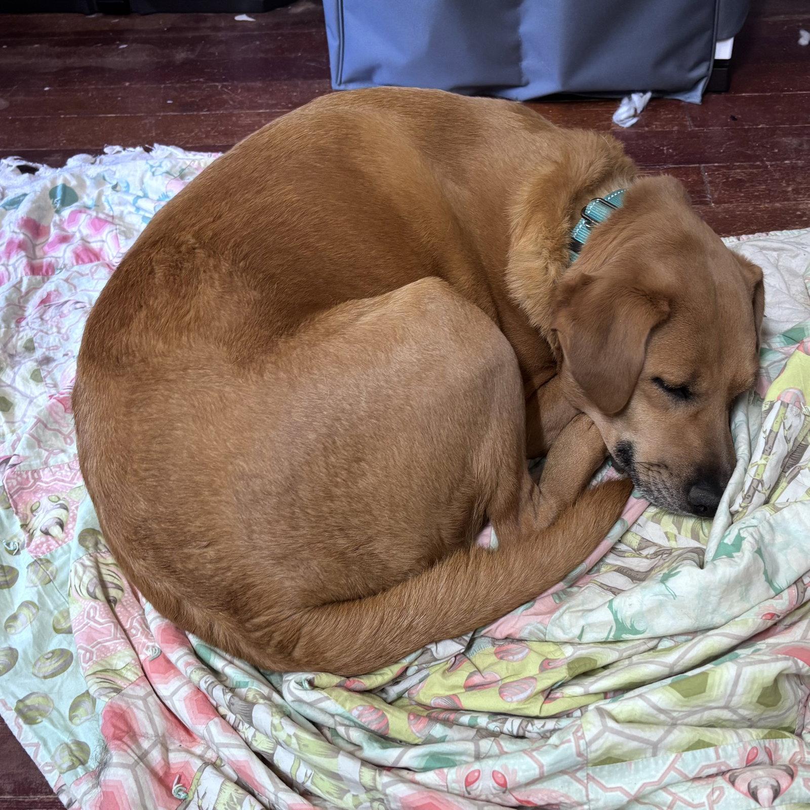 Enlarge Sally, a Adoptable mixed breed in Brooklyn Center, MN image 3/3