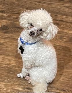 Enlarge Poodle Toy - Baz, a Adoptable Poodle in Omaha, NE image 1/1