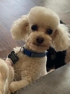 Poodle Toy - Baz, Adoptable, Adult Male Poodle.