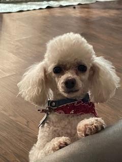 Poodle Toy - Baz, a Adoptable Poodle in Omaha, NE image 2/6