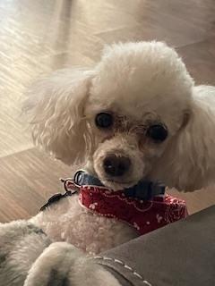 Poodle Toy - Baz, a Adoptable Poodle in Omaha, NE image 3/6