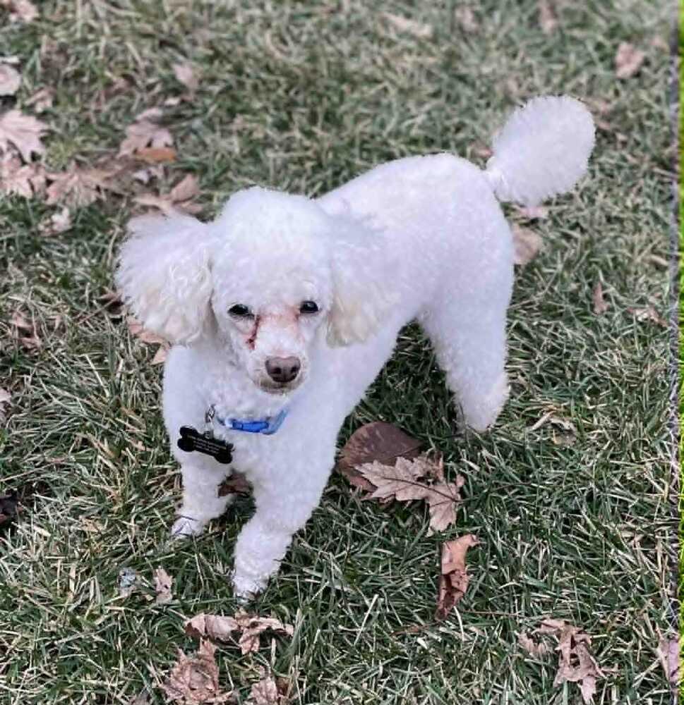 Enlarge Poodle Toy - Baz, a Adoptable Poodle in Omaha, NE image 2/3