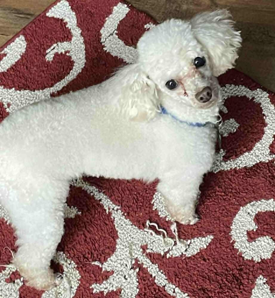 Enlarge Poodle Toy - Baz, a Adoptable Poodle in Omaha, NE image 3/3