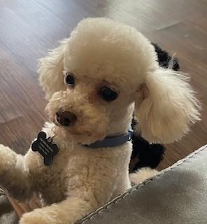 Enlarge Poodle Toy - Baz, a Adoptable Poodle in Omaha, NE image 5/5