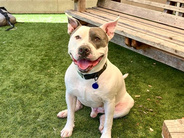 CASS, Adoptable, Adult Male Pit Bull Terrier.