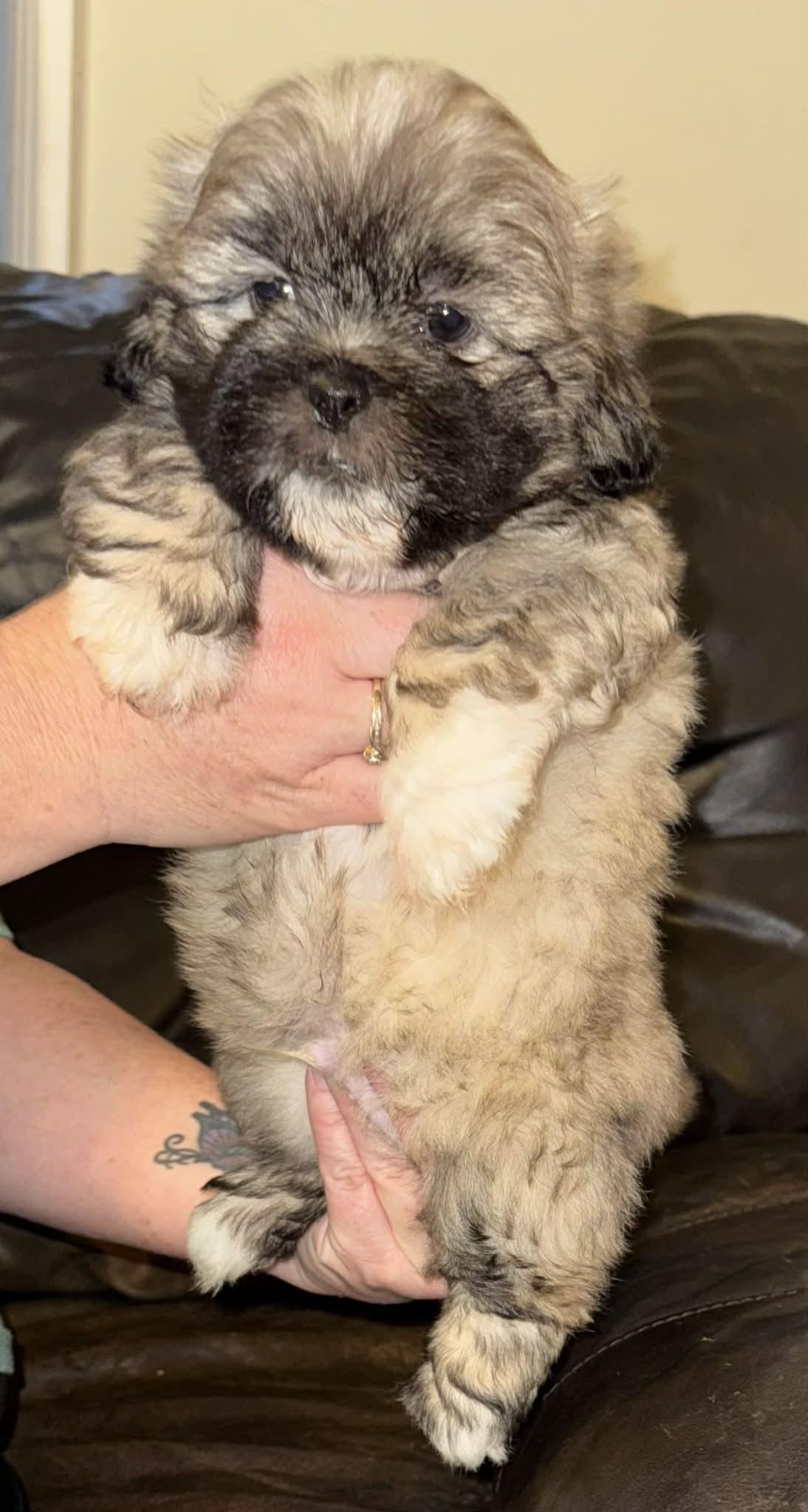 Enlarge BB, an adopted Lhasa Apso in Maiden, NC image 3/5