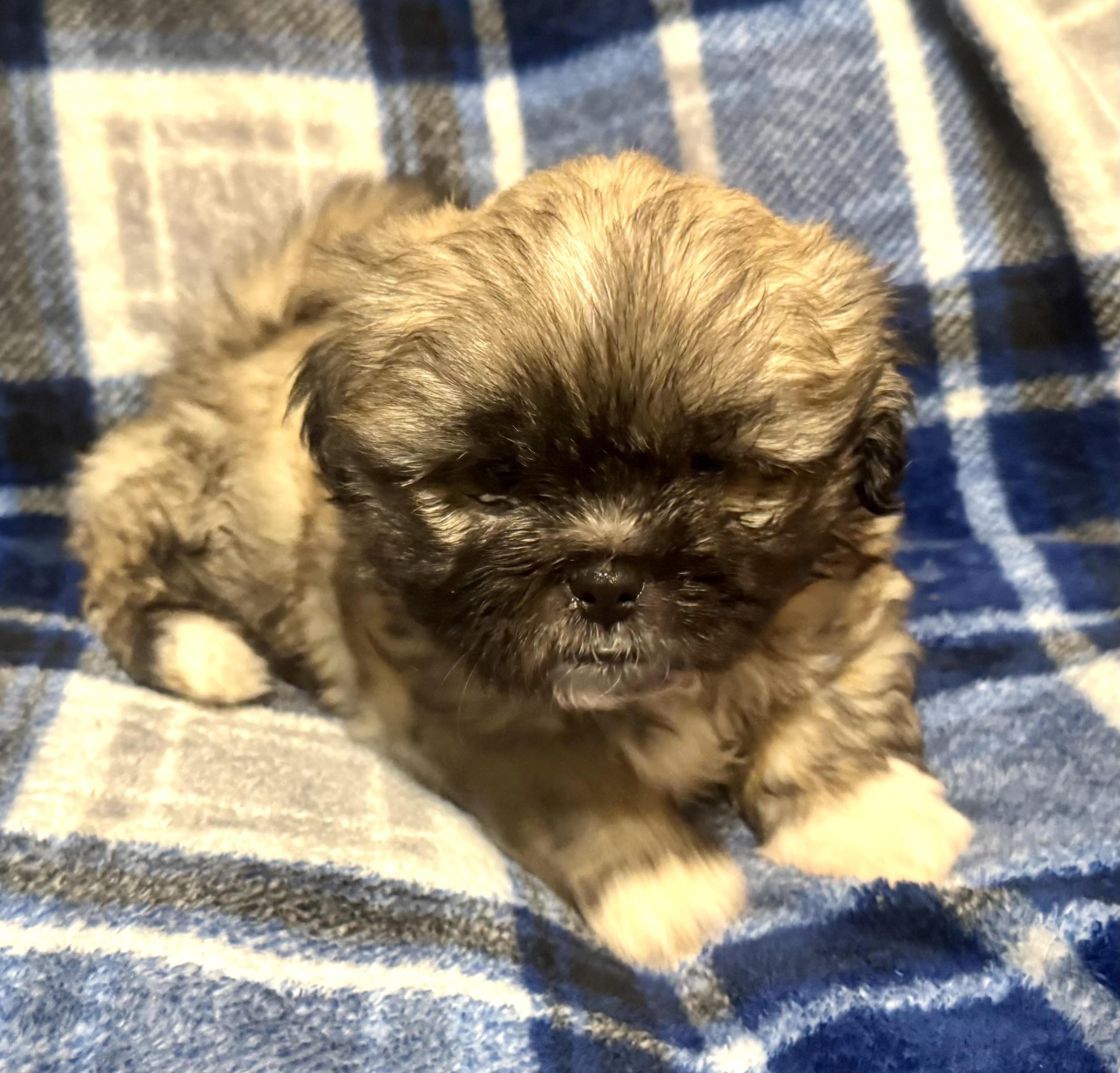 Enlarge BB, an adopted Lhasa Apso in Maiden, NC image 2/5