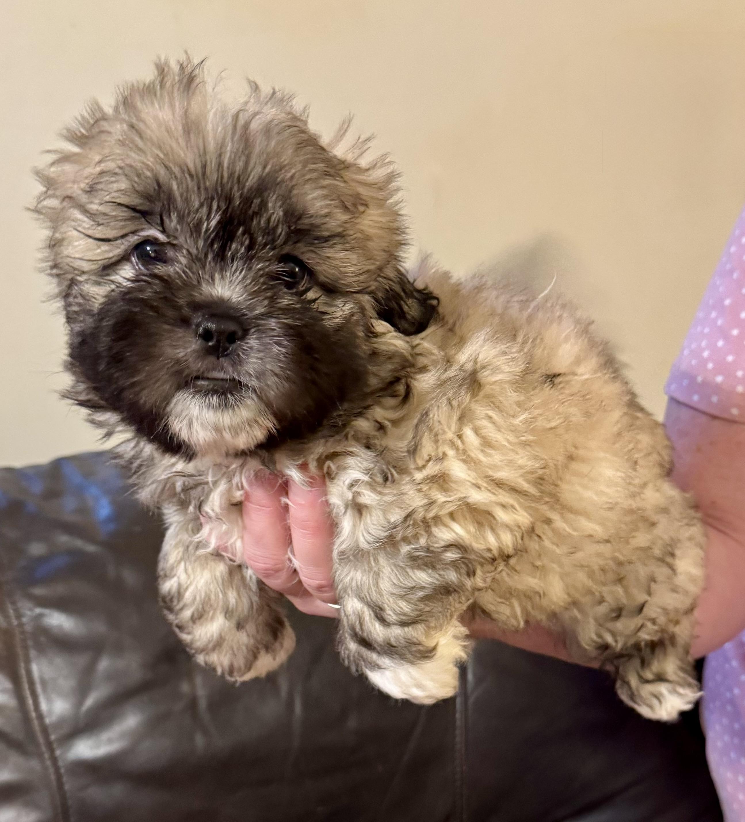 BB, adopted, Puppy Male Lhasa Apso.