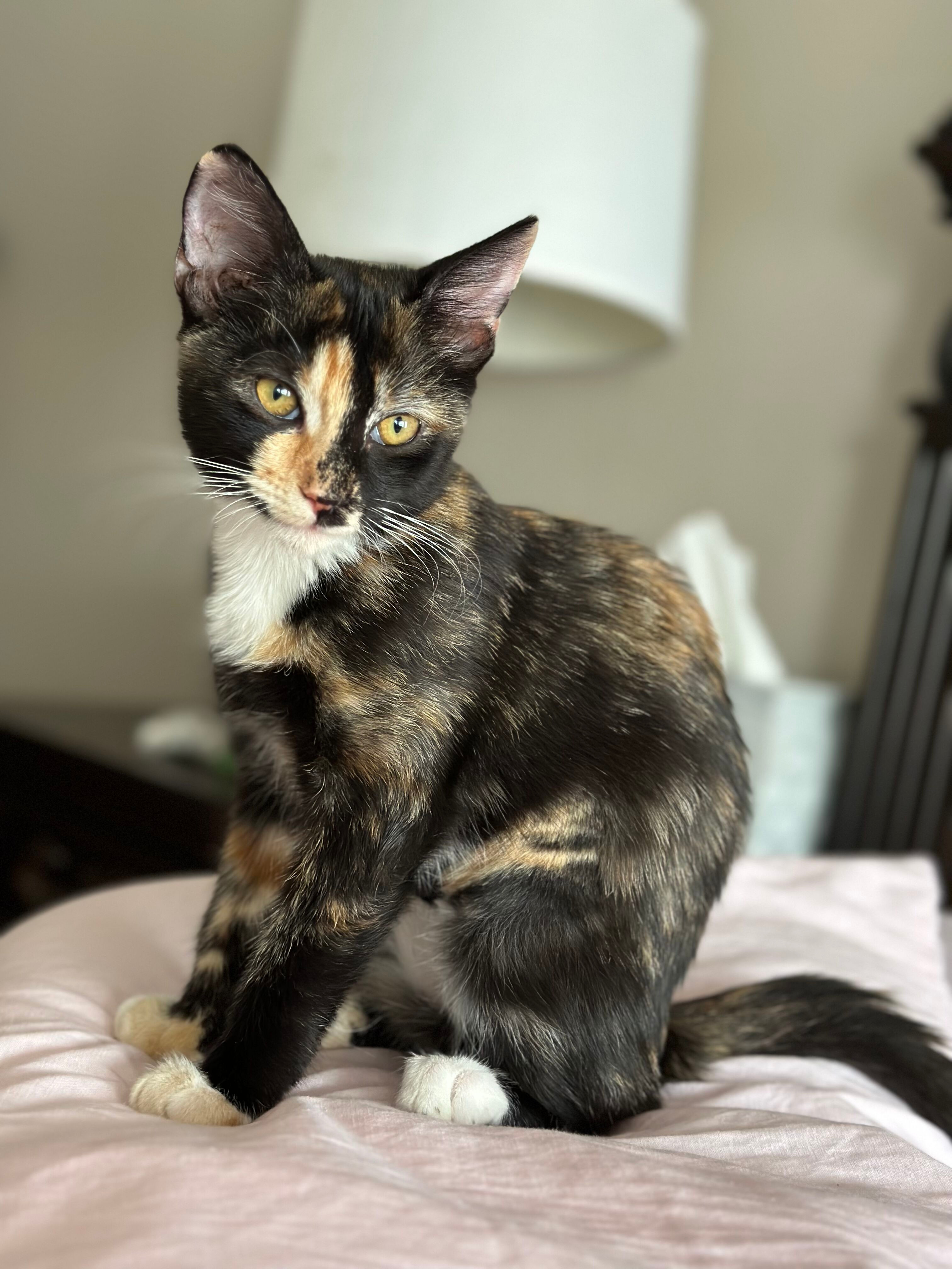 Enlarge Charlotte, a Adopted Calico in Phoenix, AZ image 1/5