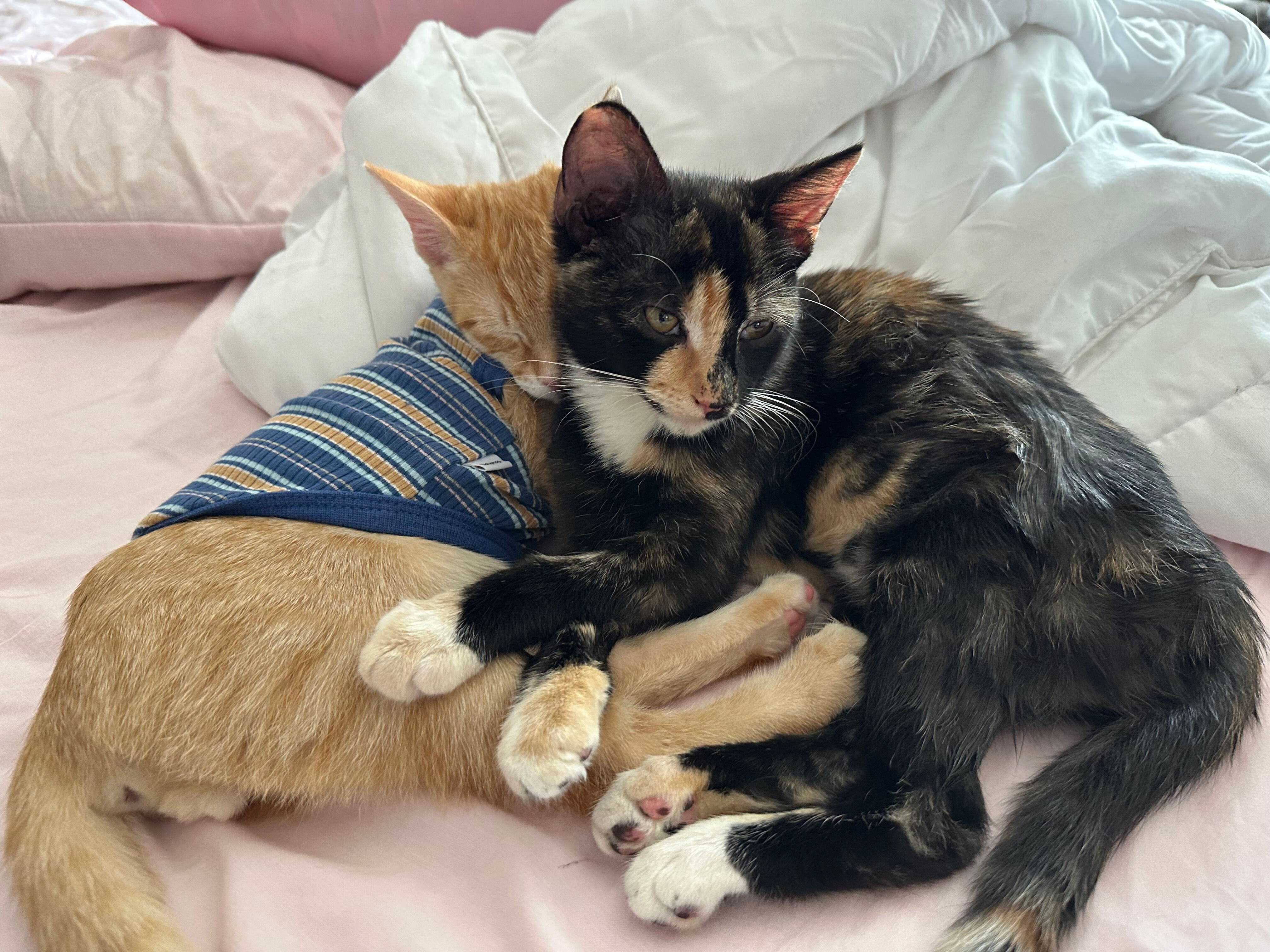 Enlarge Charlotte, a Adopted Calico in Phoenix, AZ image 2/5