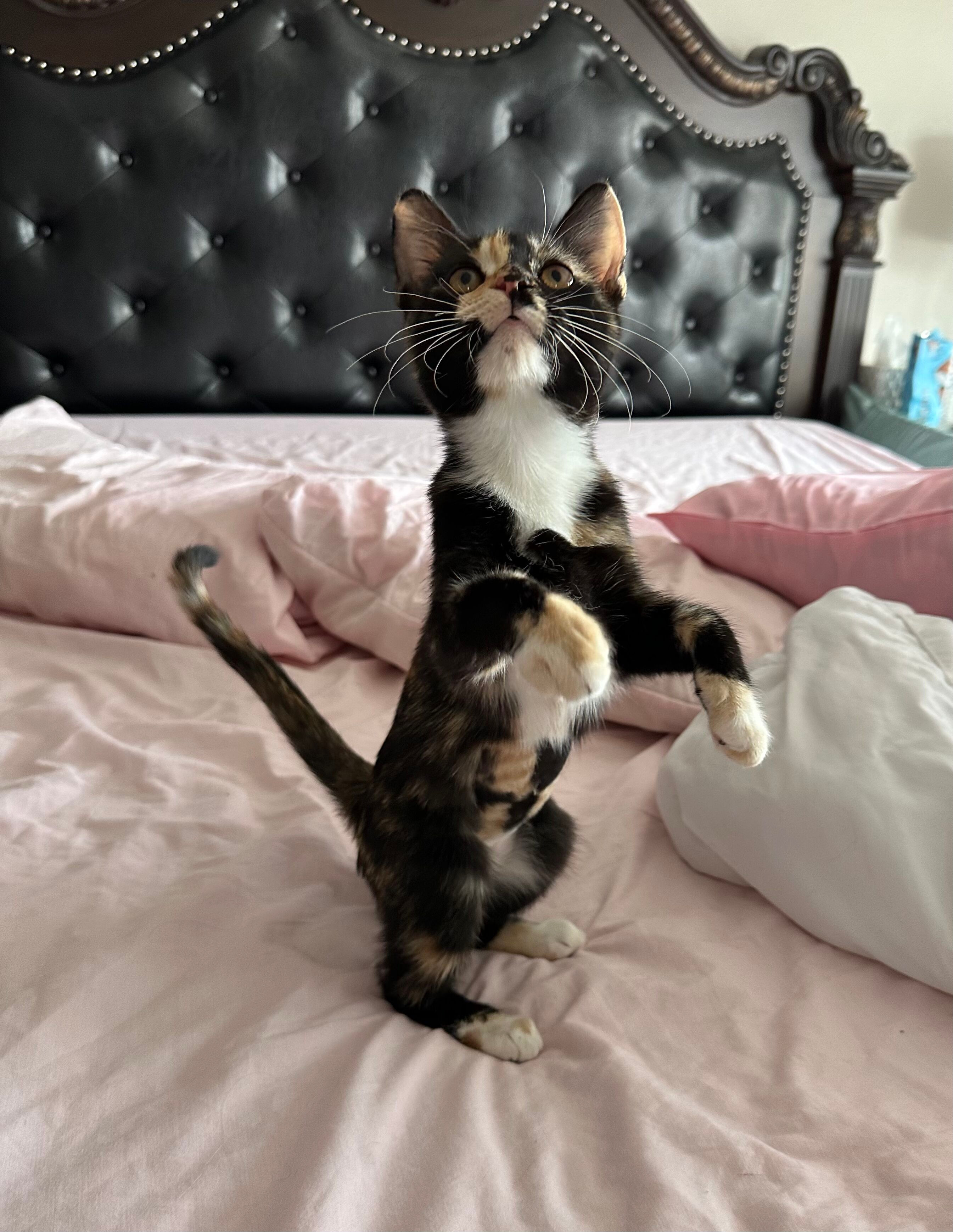 Enlarge Charlotte, a Adopted Calico in Phoenix, AZ image 3/5